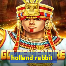 holland rabbit