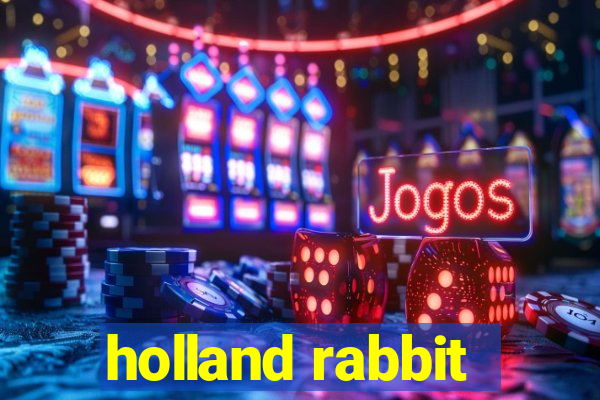 holland rabbit