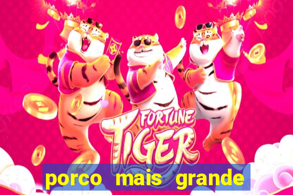 porco mais grande do mundo