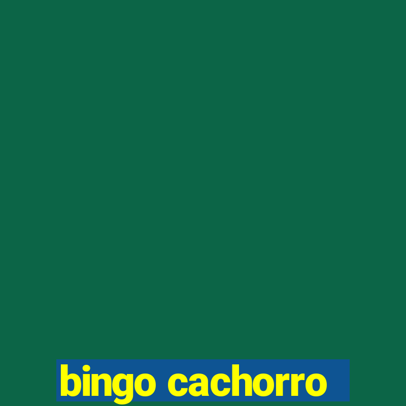 bingo cachorro