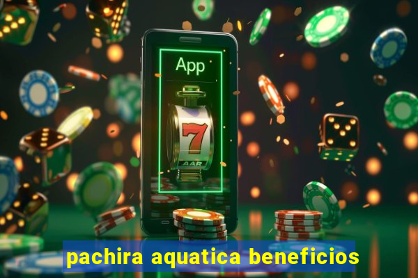 pachira aquatica beneficios