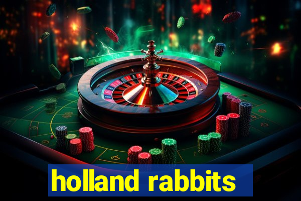 holland rabbits