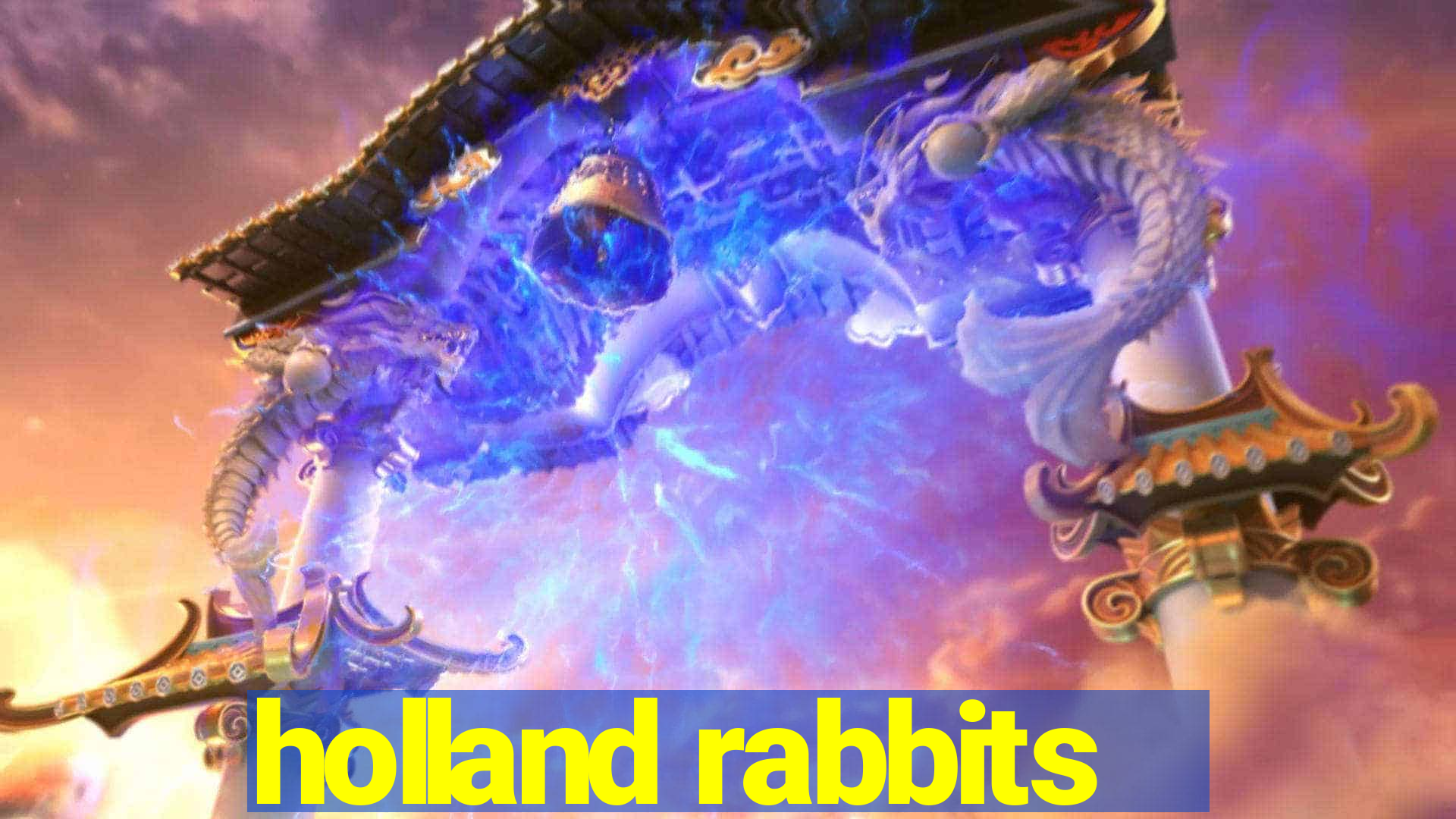 holland rabbits