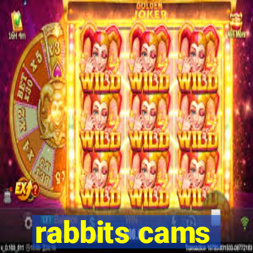 rabbits cams