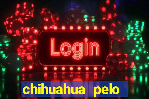 chihuahua pelo longo preço