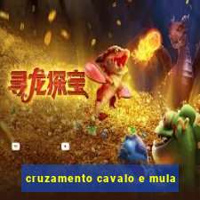 cruzamento cavalo e mula