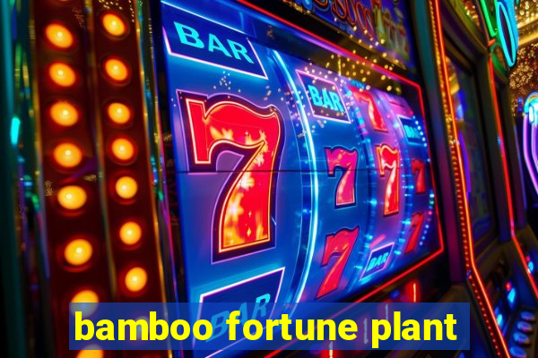 bamboo fortune plant