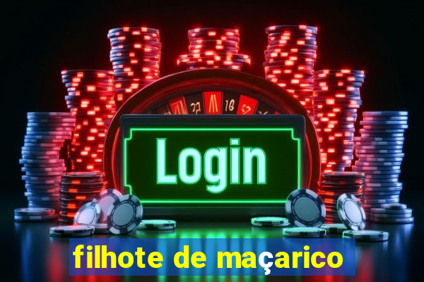 filhote de maçarico