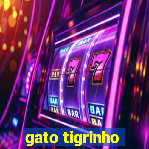 gato tigrinho